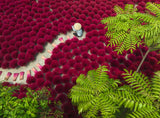 A Sea Of Red | Ravensburger | 500 Pieces | Jigsaw Puzzle - Puzzles +