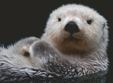 Adorable Little Otter | Ravensburger | 500 Pieces | Jigsaw Puzzle - Puzzles +