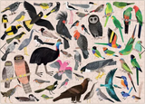 Australian Birds - Sarah Allen | 500 Pieces | Jigsaw Puzzle - Puzzles +