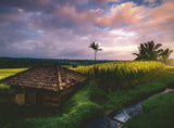 Bali Rice Fields | Nature Edition No.22 | Ravensburger | 500 Pieces | Jigsaw Puzzle - Puzzles +