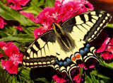 Butterfly | Colourful Animals | Ravensburger | 500 Pieces | Jigsaw Puzzle - Puzzles +