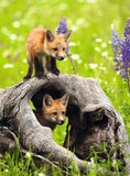 Cheeky Foxes | Ravensburger | 300 XXL Pieces | Jigsaw Puzzle - Puzzles +
