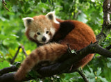Cute Red Panda | Ravensburger | 500 Pieces | Jigsaw Puzzle - Puzzles +