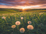 Dandelions at Sunset | Nature Edition No.20 | Ravensburger | 500 Pieces | Jigsaw Puzzle - Puzzles +