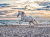 Evening Gallop | Ravensburger | 500 Pieces | Jigsaw Puzzle - Puzzles +
