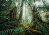 In The Forest | Power of Nature | Ravensburger | 1000 Pieces | Jigsaw Puzzle - Puzzles +