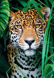 Jaguar In The Jungle | Clementoni | 500 Pieces | Jigsaw Puzzle - Puzzles +