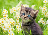 Kitten In The Meadow | Ravensburger | 500 Pieces | Jigsaw Puzzle - Puzzles +