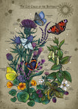 Lifecircle Butterfly | Ravensburger | 1000 Pieces | Jigsaw Puzzle - Puzzles +