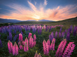 Lupines | Nature Edition | Ravensburger | 500 Pieces | Jigsaw Puzzle - Puzzles +