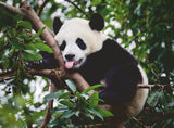Panda Bear | Ravensburger | 500 Pieces | Jigsaw Puzzle - Puzzles +