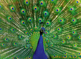 Peacock | Colourful Animals | Ravensburger | 500 Pieces | Jigsaw Puzzle - Puzzles +