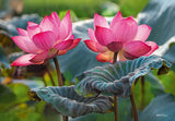 Pink Lotus Flowers | CherryPazzi | 500 Pieces | Jigsaw Puzzle - Puzzles +