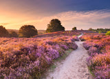 Pink Pathway | Beautiful Walkways | Ravensburger | 1000 Pieces | Jigsaw Puzzle - Puzzles +