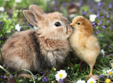 Rabbit And Chick | Ravensburger | 500 Pieces | Jigsaw Puzzle - Puzzles +