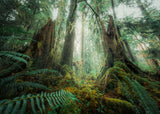 In The Forest | Power of Nature | Ravensburger | 1000 Pieces | Jigsaw Puzzle