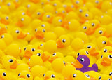 Rubber Ducks - Challenge | Ravensburger | 1000 Pieces | Jigsaw Puzzle