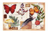Specimens | Botop Blackcard | 300 Pieces | Jigsaw Puzzle - Puzzles +