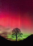 Sycamore Gap - Power of Nature | Heye | 1000 Pieces | Jigsaw Puzzle - Puzzles +