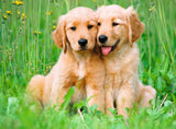 The Golden Retriever Brothers | Ravensburger | 500 Pieces | Jigsaw Puzzle - Puzzles +