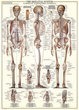 The Skeletal System | Eurographics | 1000 Pieces | Jigsaw Puzzle - Puzzles +