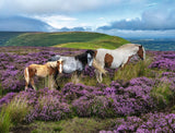 Wild Horses In The Heather | Ravensburger | 2000 Pieces | Jigsaw Puzzle - Puzzles +