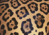 Animal Print - Challenge | Ravensburger | 1000 Pieces | Jigsaw Puzzle - Puzzles +