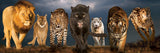 Big Cats | Eurographics | 1000 Pieces | Panorama Jigsaw Puzzle - Puzzles +