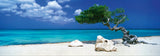 Divi Divi Tree - Alexander Von Humboldt | Heye | 1000 Pieces | Panorama Jigsaw Puzzle - Puzzles +