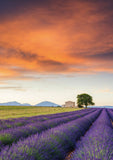 Field Of Lavender | Schmidt | 500 Pieces | Jigsaw Puzzle - Puzzles +