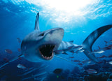 Hungry Shark - Animal Life Photography | Eurographics | 1000 Pieces | Jigsaw Puzzle - Puzzles +