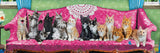 Kitty Cat Couch | Eurographics | 1000 Pieces | Panorama Jigsaw Puzzle - Puzzles +