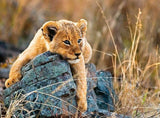 Little Lion | Ravensburger | 200 XXL Pieces | Jigsaw Puzzle - Puzzles +