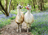 Llama Love | Ravensburger | 100 XXL Pieces | Jigsaw Puzzle - Puzzles +