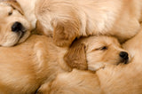 Puppies | Impossibles | Bepuzzled | 1000 Pieces | Jigsaw Puzzle - Puzzles +