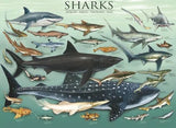 Sharks - Animal Charts | Eurographics | 1000 Pieces | Jigsaw Puzzle - Puzzles +