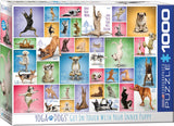 Yoga Dogs - Yoga Dogs & Cats Collection | Eurographics | 1000 Pieces | Jigsaw Puzzle - Puzzles +