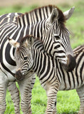 Zebra Love | Ravensburger | 300 XXL Pieces | Jigsaw Puzzle - Puzzles +